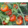 Томат ГИГАНСИТИКА