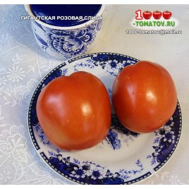 Томат ГИГАНТСКАЯ РОЗОВАЯ СЛИВА
