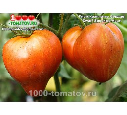 Томат ГНОМ КРАПЧАТОЕ СЕРДЦЕ