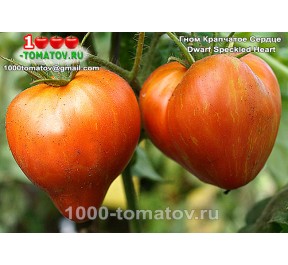 Томат ГНОМ КРАПЧАТОЕ СЕРДЦЕ