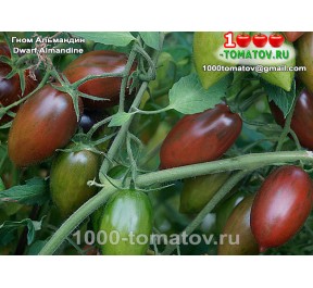 Томат ГНОМ АЛЬМАНДИН