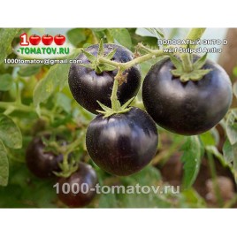 Томат ГНОМ ПОЛОСАТЫЙ ЭНТО Dwarf Striped Antho