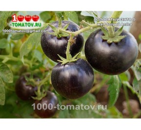 Томат ГНОМ ПОЛОСАТЫЙ ЭНТО Dwarf Striped Antho