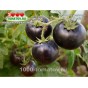 Томат ГНОМ ПОЛОСАТЫЙ ЭНТО Dwarf Striped Antho