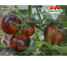 Томат Антоциан Гном в полоску