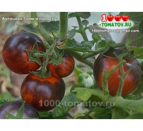 Томат Антоциан Гном в полоску