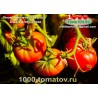 Томат ГНОМ АРКТИЧЕСКАЯ РОЗА