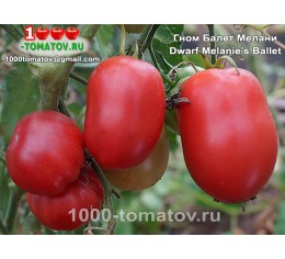 Томат ГНОМ БАЛЕТ МЕЛАНИ