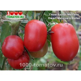 Томат ГНОМ БАЛЕТ МЕЛАНИ