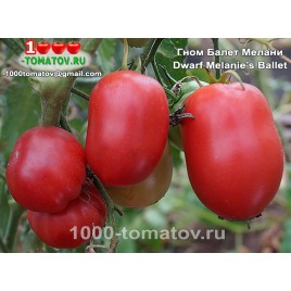 Томат ГНОМ БАЛЕТ МЕЛАНИ