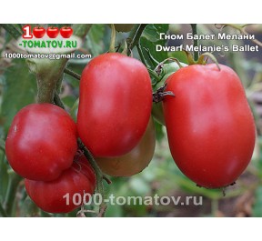 Томат ГНОМ БАЛЕТ МЕЛАНИ