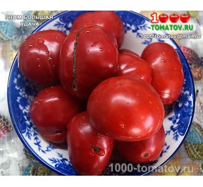 Томат ГНОМ БОЛЬШАЯ УДАЧА  Dwarf Large Lucky