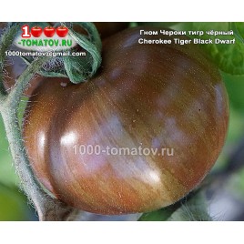 Томат ГНОМ ЧЕРОКИ ТИГР ЧЁРНЫЙ  Cherokee Tiger Black Dwarf 