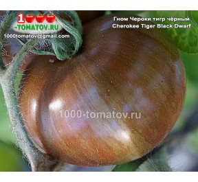 Томат ГНОМ ЧЕРОКИ ТИГР ЧЁРНЫЙ  Cherokee Tiger Black Dwarf 