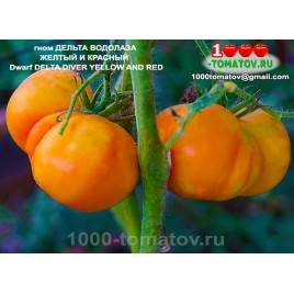 Томат Гном ДЕЛЬТА ВОДОЛАЗА ЖЕЛТЫЙ И КРАСНЫЙ   Томат Гном ДЕЛЬТА ВОДОЛАЗА ЖЕЛТЫЙ И КРАСНЫЙ