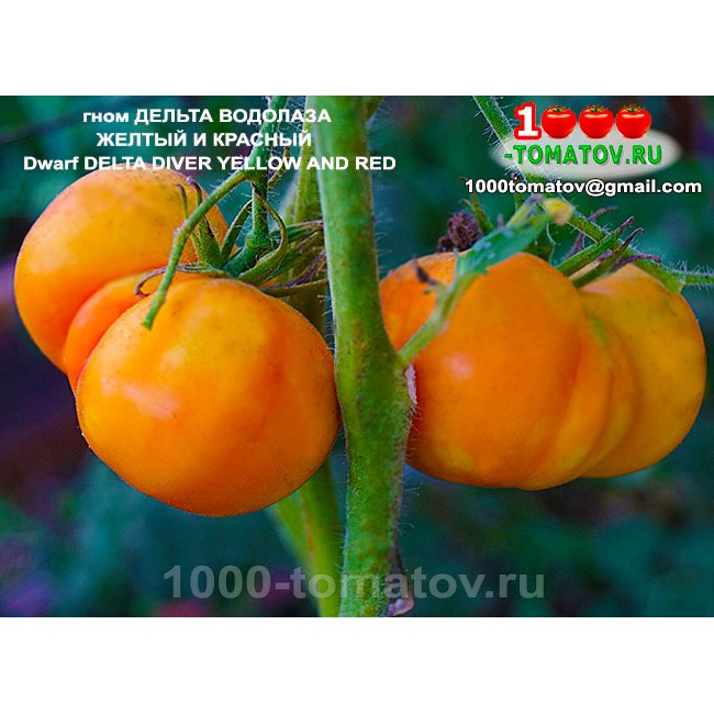 Томат Гном  ДЕЛЬТА ВОДОЛАЗА ЖЕЛТЫЙ И КРАСНЫЙ   Томат Гном  ДЕЛЬТА ВОДОЛАЗА ЖЕЛТЫЙ И КРАСНЫЙ