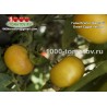 Томат ГНОМ ЕГИПЕТ ЖЁЛТЫЙ