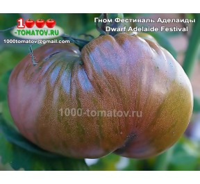 Томат ГНОМ ФЕСТИВАЛЬ АДЕЛАИДЫ  Dwarf Adelaide Festival