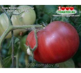 Томат ГНОМ ФИОЛЕТОВОЕ ЦАРСТВО  Dwarf  Purple Reign