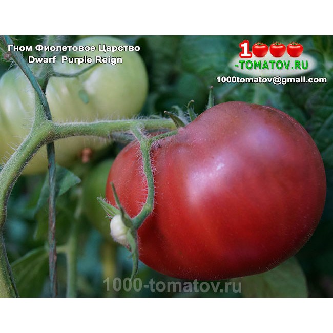 Томат ГНОМ ФИОЛЕТОВОЕ ЦАРСТВО Dwarf Purple Reign Томат ГНОМ ФИОЛЕТОВОЕ ЦАРСТВО Dwarf Purple Reign