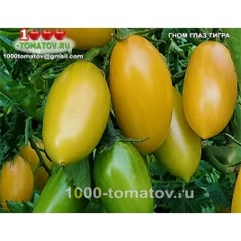 Томат ГНОМ ГЛАЗ ТИГРА