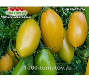 Томат ГНОМ ГЛАЗ ТИГРА