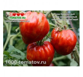 Томат Гном КАМЕНИСТЫЙ РУЧЕЙ СЕРДЦЕВИДНЫЙ