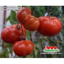 Томат ГНОМ КАРДИНАЛ МАУРА Dwarf Maura’s Cardinal
