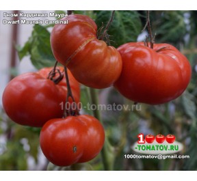 Томат ГНОМ КАРДИНАЛ МАУРА Dwarf Maura’s Cardinal