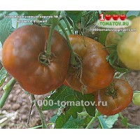Томат ГНОМ КАЛИЧНЕВЫЙ КАРЛИК № 9