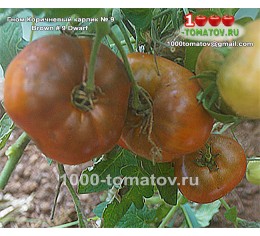 Томат ГНОМ КОРИЧНЕВЫЙ КАРЛИК № 9