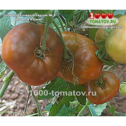 Томат ГНОМ КОРИЧНЕВЫЙ КАРЛИК № 9