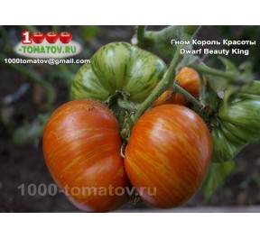 Томат ГНОМ КОРОЛЬ КРАСОТЫ