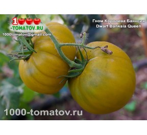 Томат ГНОМ КОРОЛЕВА БАНКСИЯ