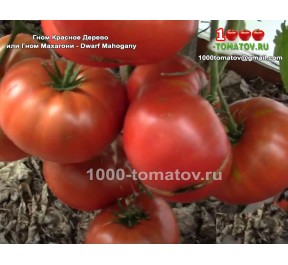 Томат ГНОМ КРАСНОЕ ДЕРЕВО ИЛИ МАХАГОНИ