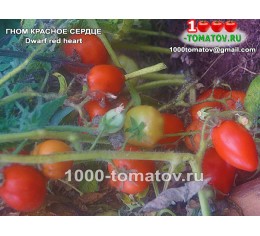 Томат ГНОМ КРАСНОЕ СЕРДЦЕ 