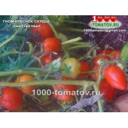 Томат ГНОМ КРАСНОЕ СЕРДЦЕ 