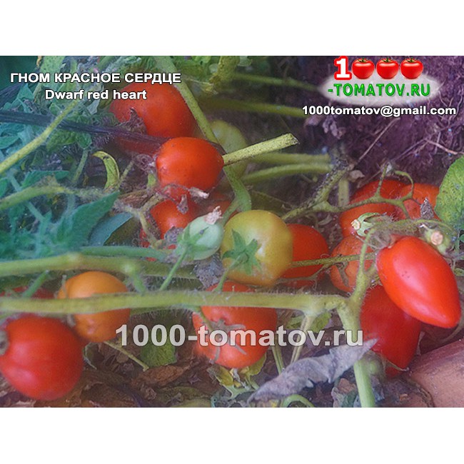 Томат ГНОМ КРАСНОЕ СЕРДЦЕ Томат ГНОМ КРАСНОЕ СЕРДЦЕ