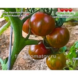 Томат ГНОМ КРУГЛЫЙ РОБИН Томат ГНОМ КРУГЛЫЙ РОБИН