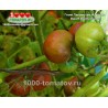Томат ГНОМ ЛАКОМСТВО ИЗАБЕЛЬ