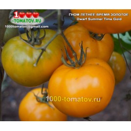 Томат ГНОМ ЛЕТНЕЕ ВРЕМЯ ЗОЛОТОЕ Dwarf Summer Time Gold