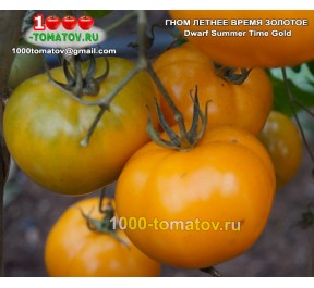 Томат ГНОМ ЛЕТНЕЕ ВРЕМЯ ЗОЛОТОЕ Dwarf Summer Time Gold