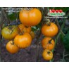 Томат ГНОМ ЛЕТНЕЕ ВРЕМЯ ЗОЛОТОЕ Dwarf Summer Time Gold