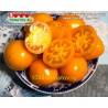 Томат ГНОМ ЛЕТНЕЕ ВРЕМЯ ЗОЛОТОЕ Dwarf Summer Time Gold