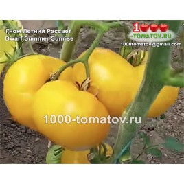 Томат ГНОМ ЛЕТНИЙ РАССВЕТ