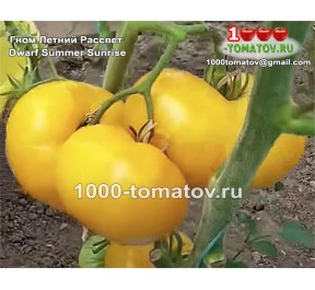 Томат ГНОМ ЛЕТНИЙ РАССВЕТ