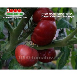 Томат ГНОМ МАЛИНОВАЯ НЕРКА