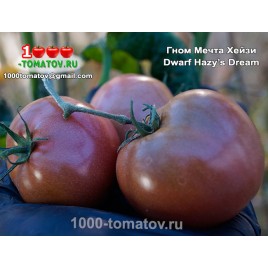 Томат ГНОМ МЕЧТА ХЕЙЗИ Dwarf Hazy’s Dream