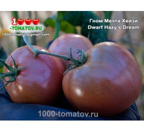 Томат ГНОМ МЕЧТА ХЕЙЗИ Dwarf Hazy’s Dream