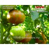 Томат ГНОМ МЕТАЛЛИКА